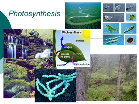 Photosynthesis. Chloroplasts  Chloroplasts are the sites of photosynthesis.  All green parts of a plant, including green stems and unripened fruit,