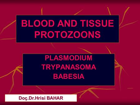 BLOOD AND TISSUE PROTOZOONS