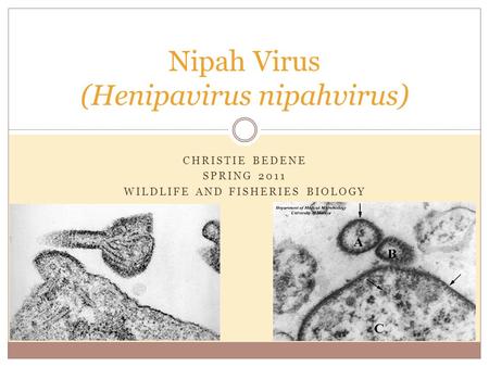 CHRISTIE BEDENE SPRING 2011 WILDLIFE AND FISHERIES BIOLOGY Nipah Virus (Henipavirus nipahvirus)