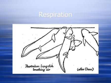Respiration. Jawless Fishes  Gills - pore-like openings  7 pairs of gill pouches in lamprey  5-15 pairs of gill pouches in hagfish, but varying numbers.