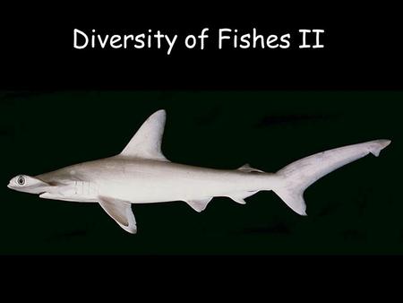 Diversity of Fishes II. Phylum Chordata –Superclass Agnatha Class Pteraspidomorphi † Class Myxini (?) Class Cephalaspidomorphi –Superclass Gnathostomata.
