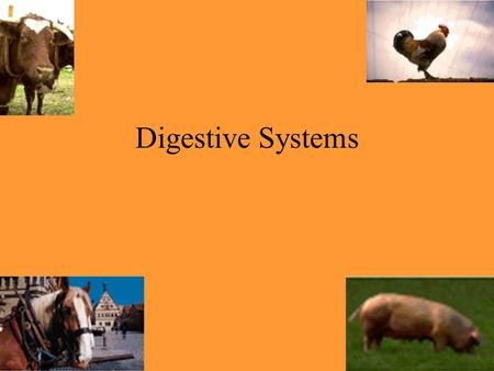 Digestive Systems.