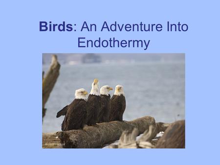 Birds: An Adventure Into Endothermy. Birds Flying machine  all aspects of its anatomy and physiology are integrated for: 1. Maintenance 2. Growth 3.
