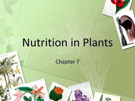 Nutrition in Plants Chapter 7.
