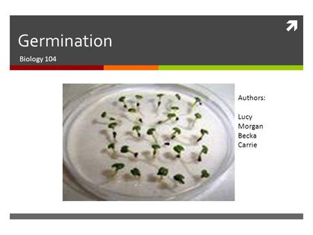 Germination Biology 104 Authors: Lucy Morgan Becka Carrie.
