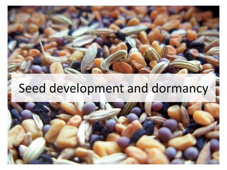 Seed development and dormancy. Seed A fertilized ovule Protective outer covering (seed coat) Storage tissue (cotyledons, endosperm) Embryo (radicle and.