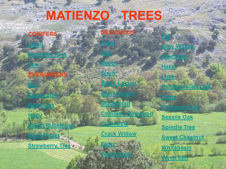 MATIENZO TREES CONIFERS Larch Monterey Pine Yew EVERGREENS Bay Eucalyptus Holm Oak Holly Italian Buckthorn Mock Privet Strawberry Tree DECIDUOUS Alder.