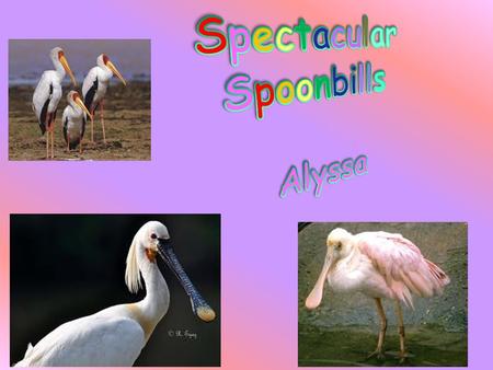 Did you ever hear of a spoonbill stork? If you didn’t, in this report I will tell you about one. In this report I will tell you about a spoonbill stork.