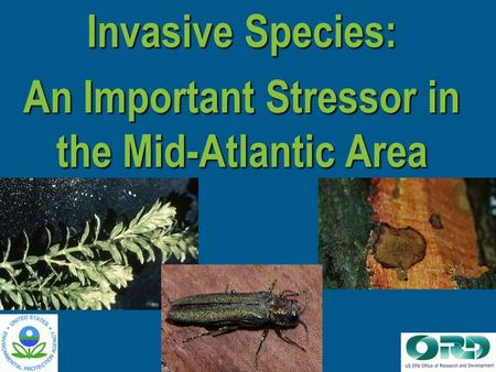 Invasive Species: An Important Stressor in the Mid-Atlantic Area.