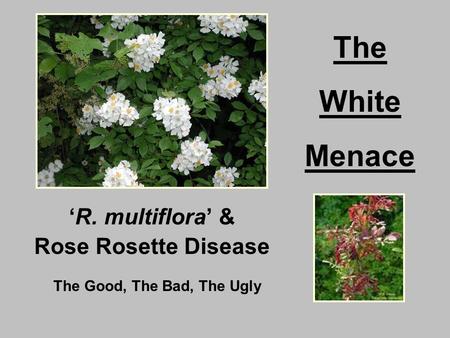 ‘R. multiflora’ & Rose Rosette Disease