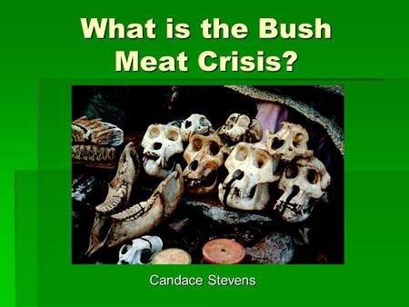 What is the Bush Meat Crisis? Candace Stevens. Definition of Bush Meat  Wild animals that are slaughtered for sale and production of meat.  Monkeys,