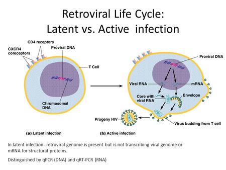 In latent infection- retroviral genome is present but is not transcribing viral genome or mRNA for structural proteins. Distinguished by qPCR (DNA) and.