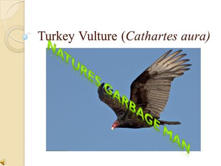Turkey Vulture (Cathartes aura) a. Habitat and Size Turkey Vultures can be found year round in Kentucky They nest in highly secluded areas on rock or.