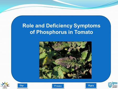 Role and Deficiency Symptoms of Phosphorus in Tomato.