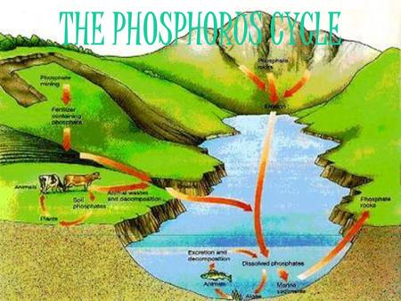 THE PHOSPHORUS CYCLE. WHAT IS THE PHOSPHORUS CYCLE?  The phosphorus cycle, is the circulation of phosphorous among the rocks, soils, water, and plants.