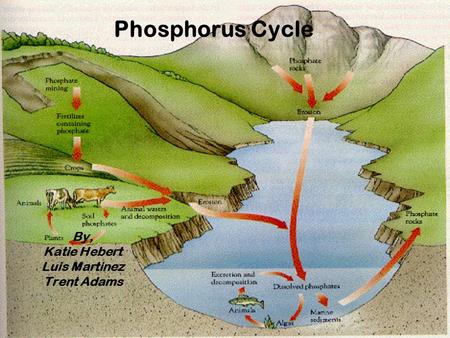 Phosphorus Cycle By, Katie Hebert Luis Martinez Trent Adams.