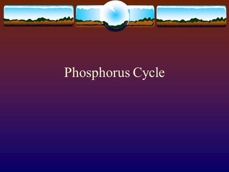 Phosphorus Cycle. Phosphorus  P is a vital nutrient necessary for plants and animals.  It is the building block of important parts of the body such.