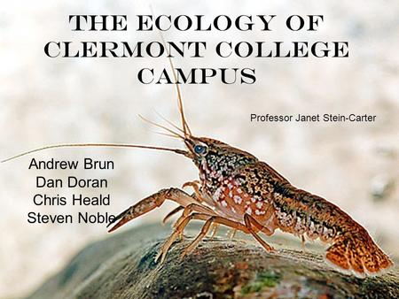 The Ecology of Clermont College Campus Andrew Brun Dan Doran Chris Heald Steven Noble Professor Janet Stein-Carter.