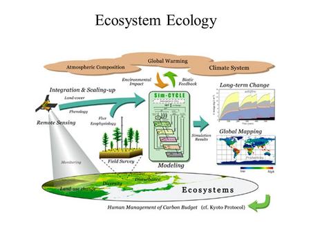 Ecosystem Ecology. Serengeti at Sunrise Biogeochemistry.