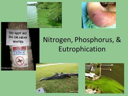 Nitrogen, Phosphorus, & Eutrophication