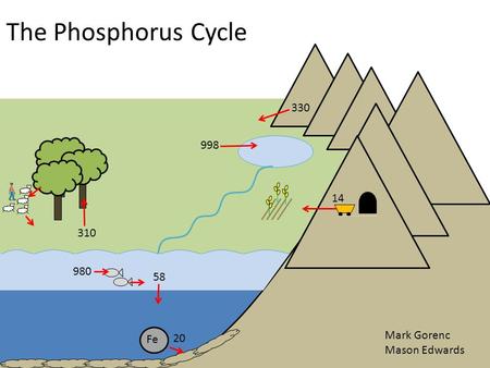 The Phosphorus Cycle Fe Mark Gorenc Mason Edwards 998 330 14 20 980 310 58.