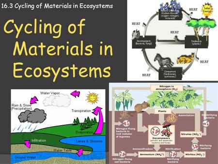 16.3 Cycling of Materials in Ecosystems