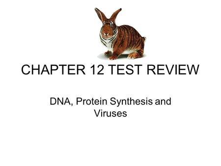 CHAPTER 12 TEST REVIEW DNA, Protein Synthesis and Viruses.
