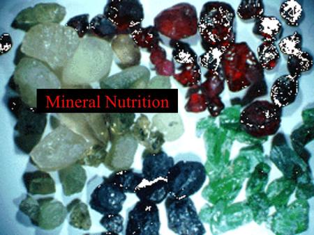 Mineral Nutrition. Nutrients 1. Definition 2. Categories 3. Essential versus Non-Essential 4. Evidence.