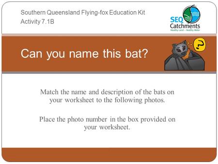 Match the name and description of the bats on your worksheet to the following photos. Place the photo number in the box provided on your worksheet. Can.