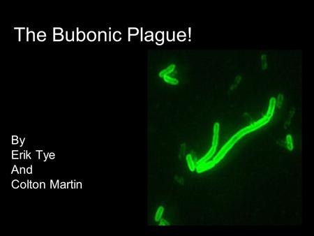 The Bubonic Plague! By Erik Tye And Colton Martin.