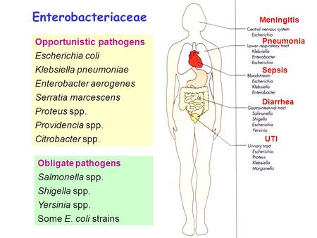 Enterobacteriaceae Opportunistic pathogens Escherichia coli