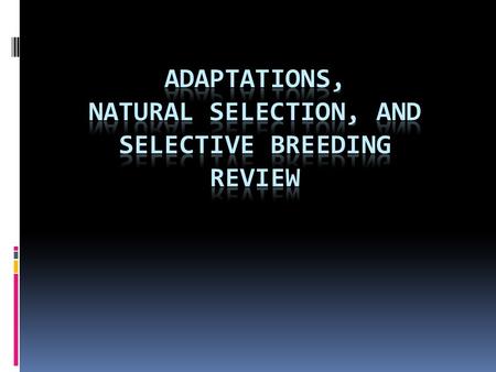 Warm-Up What is an adaptation?. Plant and Animal Adaptations Plants and  animals possess adaptations to survive in a wide variety of environmental  conditions. - ppt download