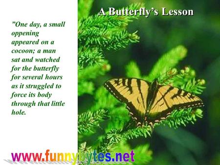 A Butterfly’s Lesson ”One day, a small oppening appeared on a cocoon; a man sat and watched for the butterfly for several hours as it struggled to force.
