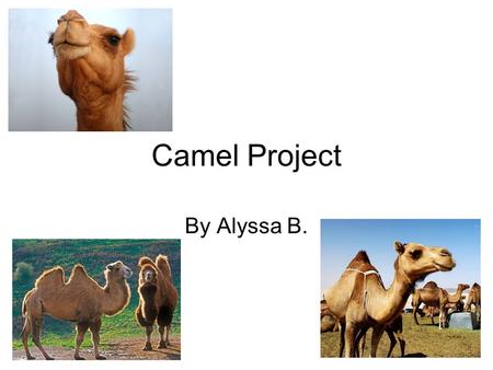 Camel Project By Alyssa B.. Facts Every year in Saudi Arabia there is a beauty contest to select the Prettiest Arabian Camel. Judges look at the following.