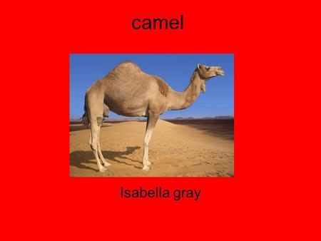 Camel Isabella gray. Diet Shortgrass Thom Saltyplants Fish camel is a omnivore.