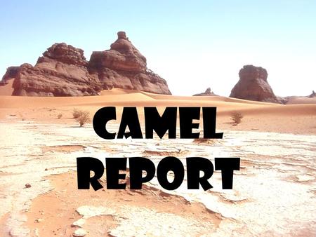 Camel report. Walk slowly to the cart in a single file line.