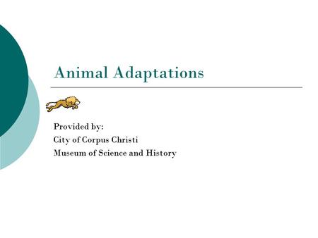 Animal Adaptations Provided by: City of Corpus Christi Museum of Science and History.