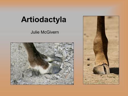 Artiodactyla Julie McGivern. Taxonomy Eutheria (placental mammals) Perissodactyla (odd-toed ungulates) C etartiodactyla Artiodactyla (even-toed ungulates)
