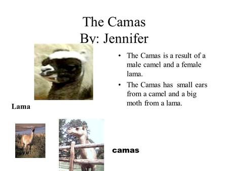 The Camas By: Jennifer The Camas is a result of a male camel and a female lama. The Camas has small ears from a camel and a big moth from a lama. camas.