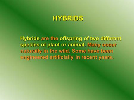 HYBRIDS Hybrids are the offspring of two different species of plant or animal. Many occur naturally in the wild. Some have been engineered artificially.