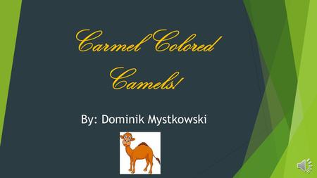 Carmel Colored Camels! By: Dominik Mystkowski. Taxonomy of camels ClassificationName of Classification KingdomAnimalia- Animal PhylumChordata- Internal.