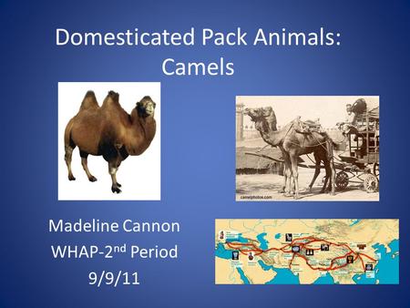 Domesticated Pack Animals: Camels Madeline Cannon WHAP-2 nd Period 9/9/11.
