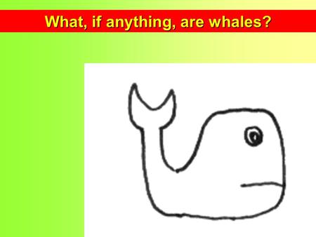 What, if anything, are whales?. Mysticeti Odontoceti others Tylopoda Ancodonta Suina Tragulidae Pecora Cetacea Suiformes Ruminantia Artiodactyla others.