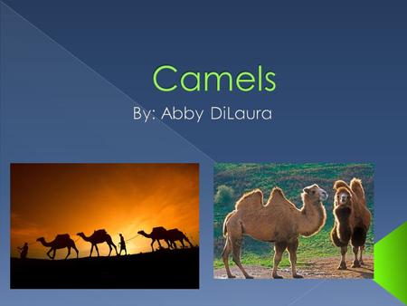  A camel is an even-toed ungulate within the genus Camelus.  There are two species of camels. The Dromedary or Arabian camel has one hump. The Bactrian.