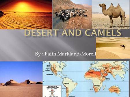 By : Faith Markland-Morell.  A Camel is a Herbivore because it only eats grass, leaves and trees because they all are apart of grass.  It can go 5-7.