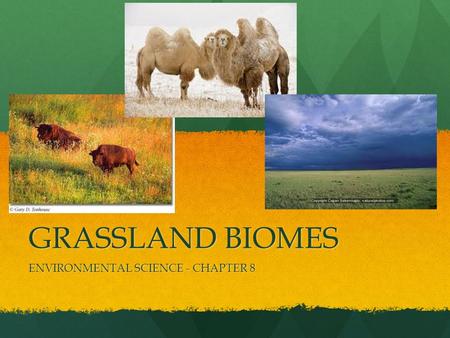 GRASSLAND BIOMES ENVIRONMENTAL SCIENCE - CHAPTER 8.