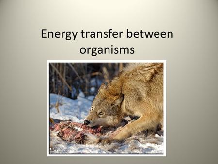 Energy transfer between organisms