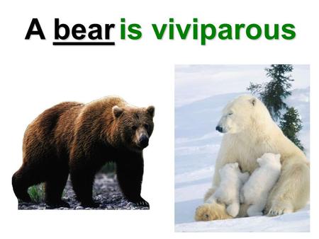 A bear is viviparous.