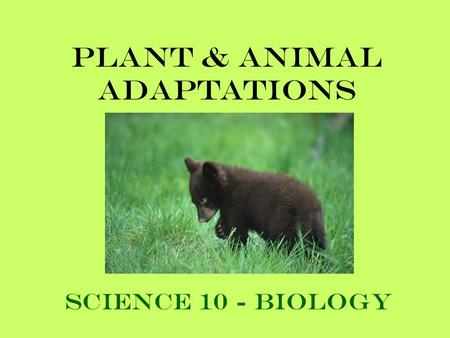 Plant & Animal Adaptations