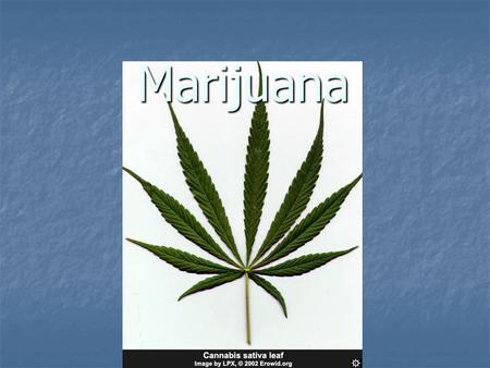 Marijuana. CANNABIS SPECIES Cannabis sativa Cannabis sativa grows worldwide grows worldwide Tall plant with long, thin light green leaves Tall plant with.